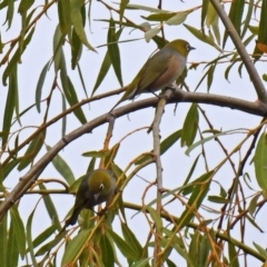 Zosterops lateralis (Silvereye) at Fyshwick, ACT - 24 Mar 2018 by RodDeb