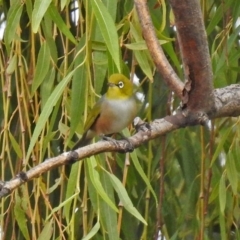 Zosterops lateralis at Fyshwick, ACT - 24 Mar 2018