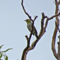 Zosterops lateralis at Fyshwick, ACT - 24 Mar 2018 01:05 PM