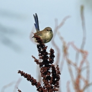 Malurus cyaneus at Fyshwick, ACT - 24 Mar 2018