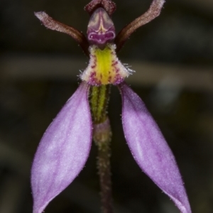 Eriochilus cucullatus at Canberra Central, ACT - 23 Mar 2018