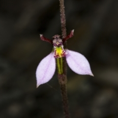 Eriochilus cucullatus at Canberra Central, ACT - 23 Mar 2018