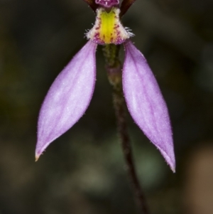 Eriochilus cucullatus at Canberra Central, ACT - 23 Mar 2018