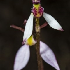 Eriochilus cucullatus at Canberra Central, ACT - 23 Mar 2018