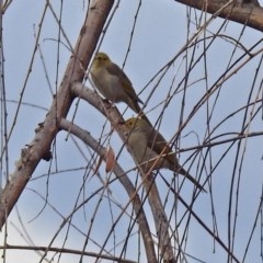 Ptilotula penicillata (White-plumed Honeyeater) at Fyshwick, ACT - 24 Mar 2018 by RodDeb