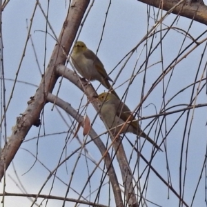 Ptilotula penicillata at Fyshwick, ACT - 24 Mar 2018