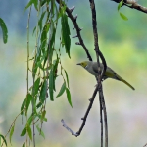 Ptilotula penicillata at Fyshwick, ACT - 24 Mar 2018