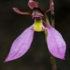 Eriochilus cucullatus (Parson's Bands) at Canberra Central, ACT - 23 Mar 2018 by DerekC