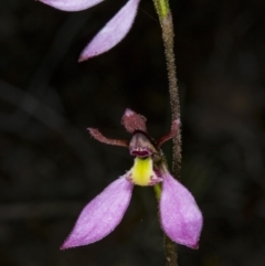 Eriochilus cucullatus at Canberra Central, ACT - suppressed