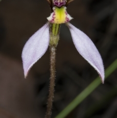 Eriochilus cucullatus at Canberra Central, ACT - suppressed