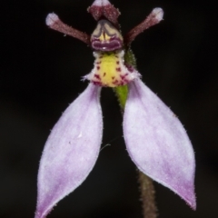 Eriochilus cucullatus at Canberra Central, ACT - suppressed