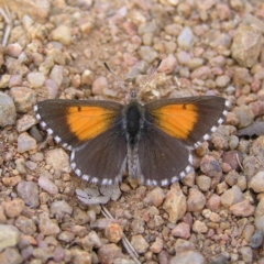 Lucia limbaria (Chequered Copper) at Bullen Range - 24 Mar 2018 by MatthewFrawley