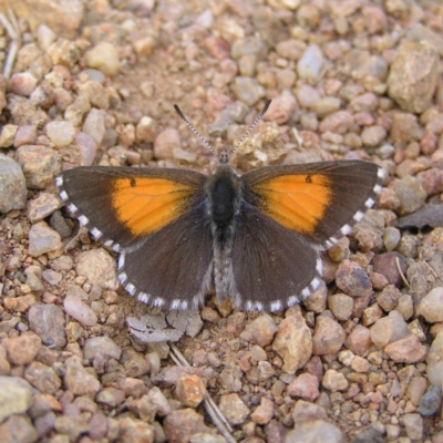 Lucia limbaria (Chequered Copper) at Bullen Range - 24 Mar 2018 by MatthewFrawley