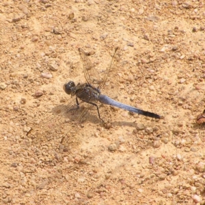 Orthetrum caledonicum at Bullen Range - 24 Mar 2018