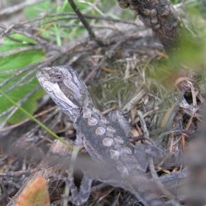 Pogona barbata at Bullen Range - suppressed