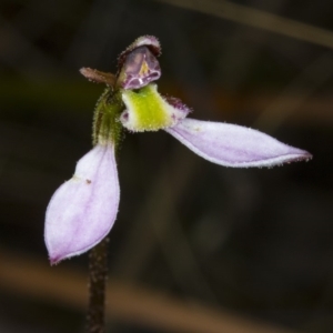 Eriochilus cucullatus at Canberra Central, ACT - suppressed