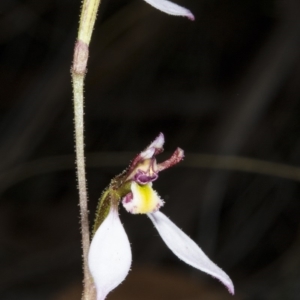 Eriochilus cucullatus at Canberra Central, ACT - suppressed