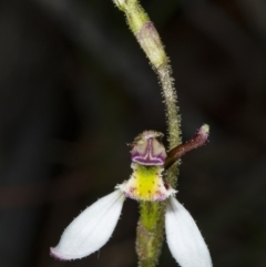 Eriochilus cucullatus at Canberra Central, ACT - suppressed