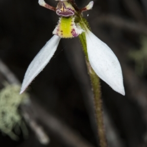 Eriochilus cucullatus at Canberra Central, ACT - 23 Mar 2018