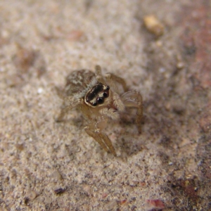 Maratus griseus at Kambah, ACT - 24 Mar 2018 04:05 PM