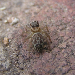 Maratus griseus at Kambah, ACT - 24 Mar 2018 04:05 PM