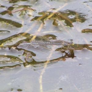 Ischnura heterosticta at Kambah Pool - 24 Mar 2018 01:17 PM