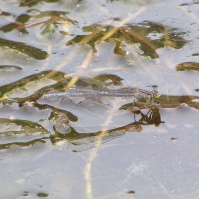 Ischnura heterosticta (Common Bluetail Damselfly) at Kambah Pool - 24 Mar 2018 by MatthewFrawley