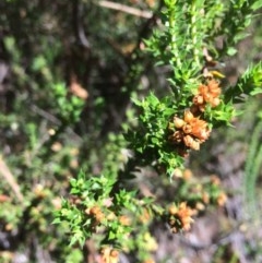 Epacris breviflora (Drumstick Heath) at Rendezvous Creek, ACT - 16 Mar 2018 by alexwatt