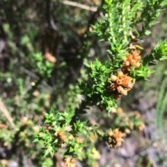 Epacris breviflora (Drumstick Heath) at Rendezvous Creek, ACT - 16 Mar 2018 by alex_watt