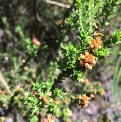 Epacris breviflora (Drumstick Heath) at Rendezvous Creek, ACT - 16 Mar 2018 by alex_watt