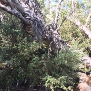 Callistemon pallidus at Rendezvous Creek, ACT - 16 Mar 2018 12:50 PM