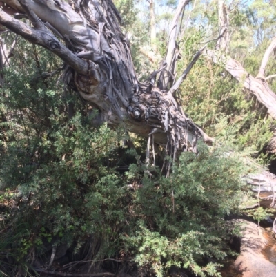 Callistemon pallidus (Lemon Bottlebrush) at Rendezvous Creek, ACT - 16 Mar 2018 by alex_watt