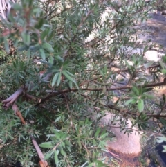 Callistemon pallidus at Rendezvous Creek, ACT - 16 Mar 2018 12:50 PM