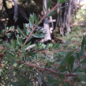 Callistemon pallidus at Rendezvous Creek, ACT - 16 Mar 2018 12:50 PM