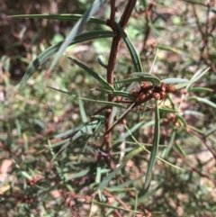 Acacia siculiformis (Dagger Wattle) at Rendezvous Creek, ACT - 16 Mar 2018 by alexwatt