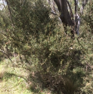 Acacia siculiformis at Rendezvous Creek, ACT - 16 Mar 2018