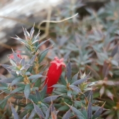 Styphelia humifusum (Cranberry Heath) at Isaacs Ridge - 25 Mar 2018 by Mike
