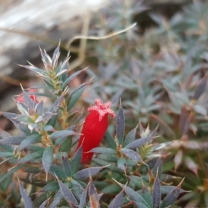 Styphelia humifusum at Isaacs Ridge - 25 Mar 2018