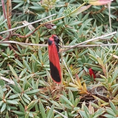 Scoliacma bicolora (Red Footman) at Isaacs Ridge and Nearby - 25 Mar 2018 by Mike