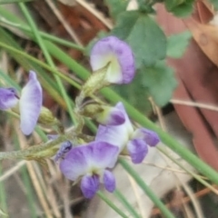 Glycine clandestina (Twining Glycine) at Isaacs, ACT - 25 Mar 2018 by Mike