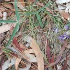 Glycine clandestina at Isaacs, ACT - 25 Mar 2018 02:17 PM