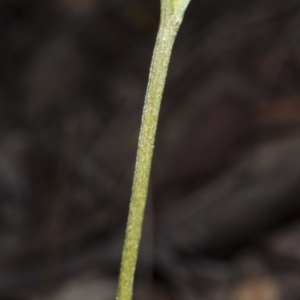 Speculantha rubescens at Canberra Central, ACT - suppressed