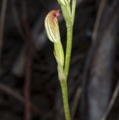 Speculantha rubescens at Canberra Central, ACT - 23 Mar 2018