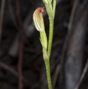 Speculantha rubescens at Canberra Central, ACT - 23 Mar 2018