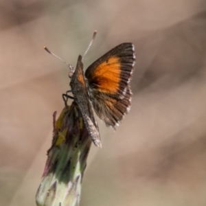 Lucia limbaria at Molonglo River Reserve - 29 Jan 2018