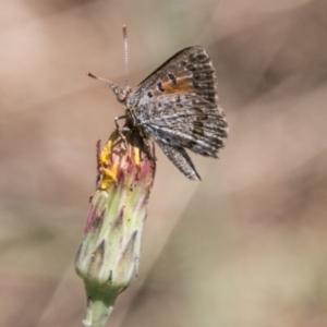 Lucia limbaria at Molonglo River Reserve - 29 Jan 2018