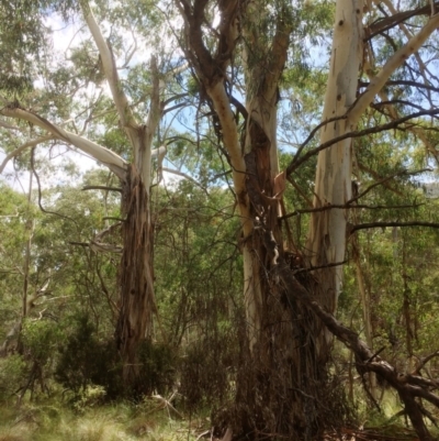 Eucalyptus viminalis (Ribbon Gum) at Rendezvous Creek, ACT - 16 Mar 2018 by alexwatt
