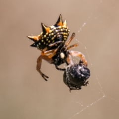 Austracantha minax (Christmas Spider, Jewel Spider) at Lower Molonglo - 29 Jan 2018 by SWishart