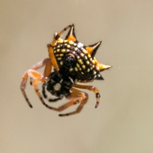 Austracantha minax at Stromlo, ACT - 29 Jan 2018