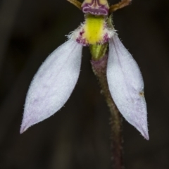 Eriochilus cucullatus (Parson's Bands) at Black Mountain - 23 Mar 2018 by DerekC